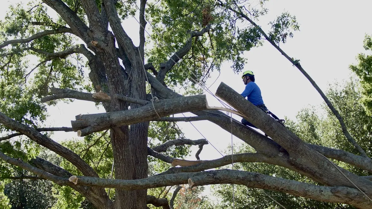 Professional Crown Thinning performed by certified arborists in Sussex